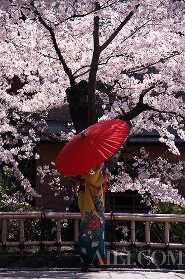 樱花季 漫步在京都领略属于古城的粉色浪漫