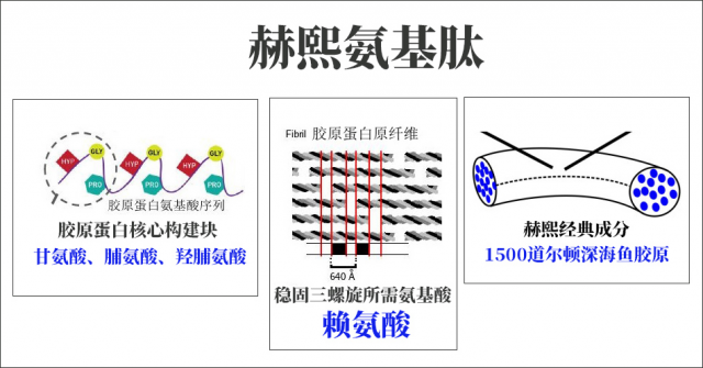 原胶原氨基肽赋予胶原蛋白合成之源动力