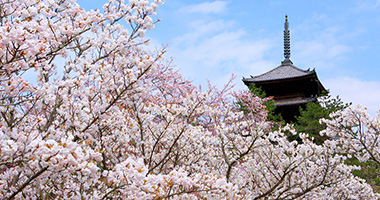 樱花季 漫步在京都领略属于古城的粉色浪漫