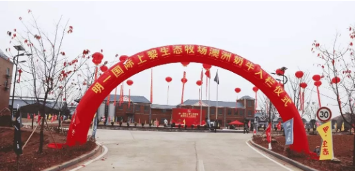 明一公司澳洲奶牛入栏仪式盛大举行，海峡云上牧歌田园综合体隆重开启