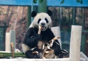 国庆小长假来栾川看熊猫 别忘了它还有小名